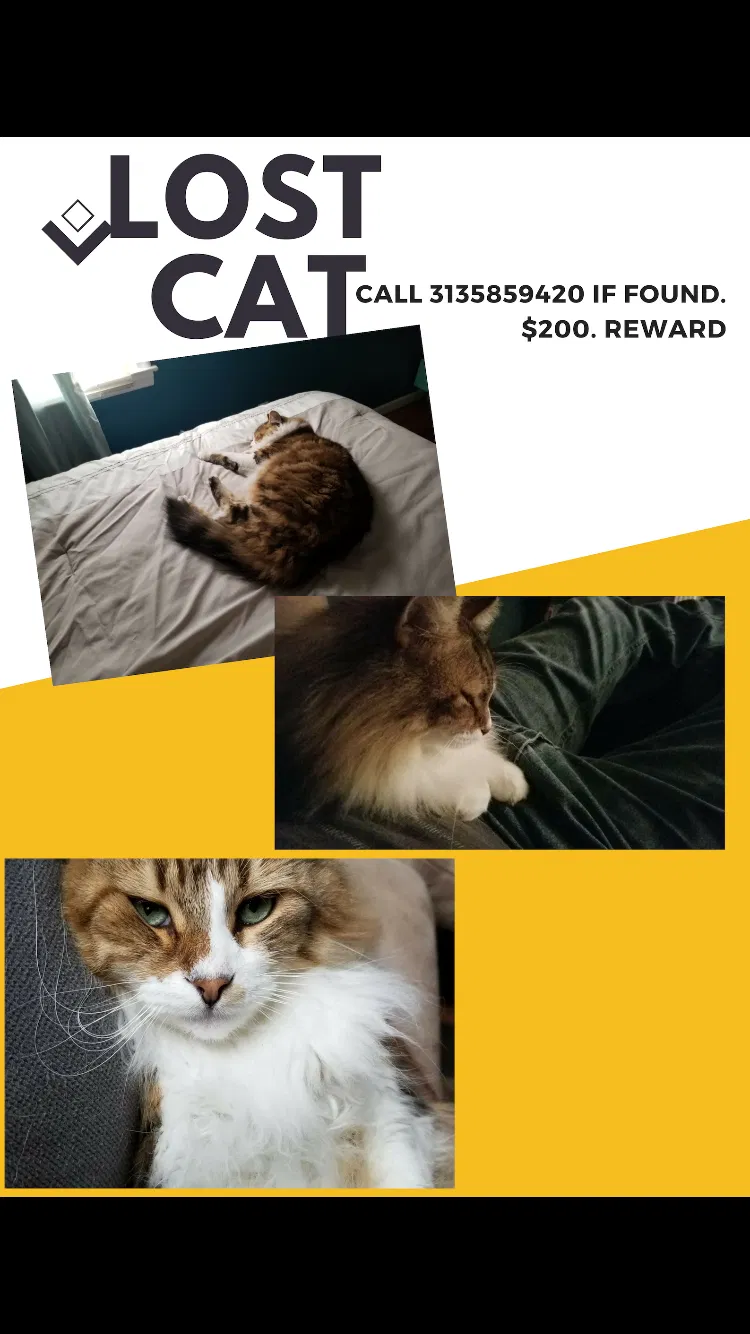 Lost cat in Allen Park, MI, 48101