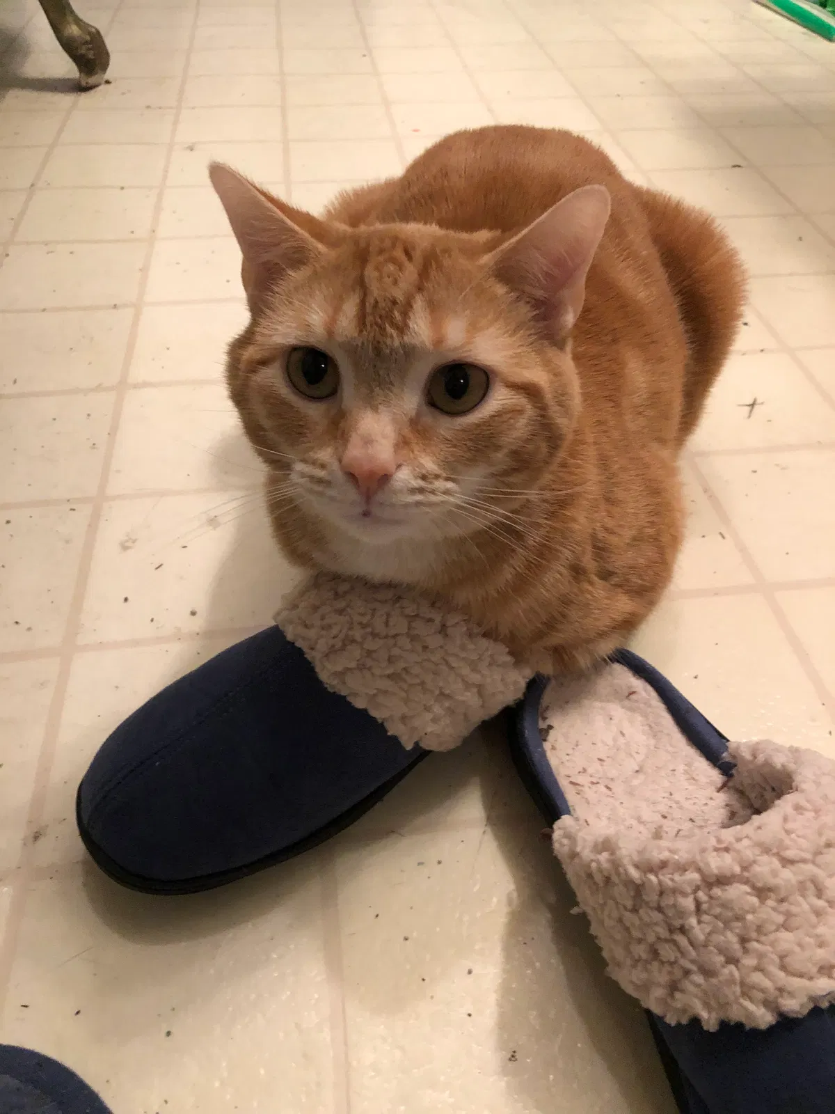 Lost cat in Greensboro, NC, 27401