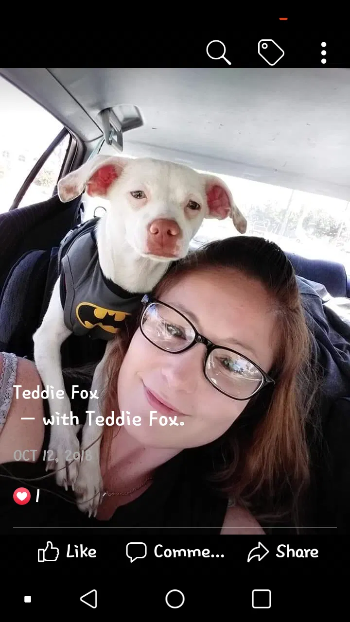 Lost dog in Hayward, CA, 94544