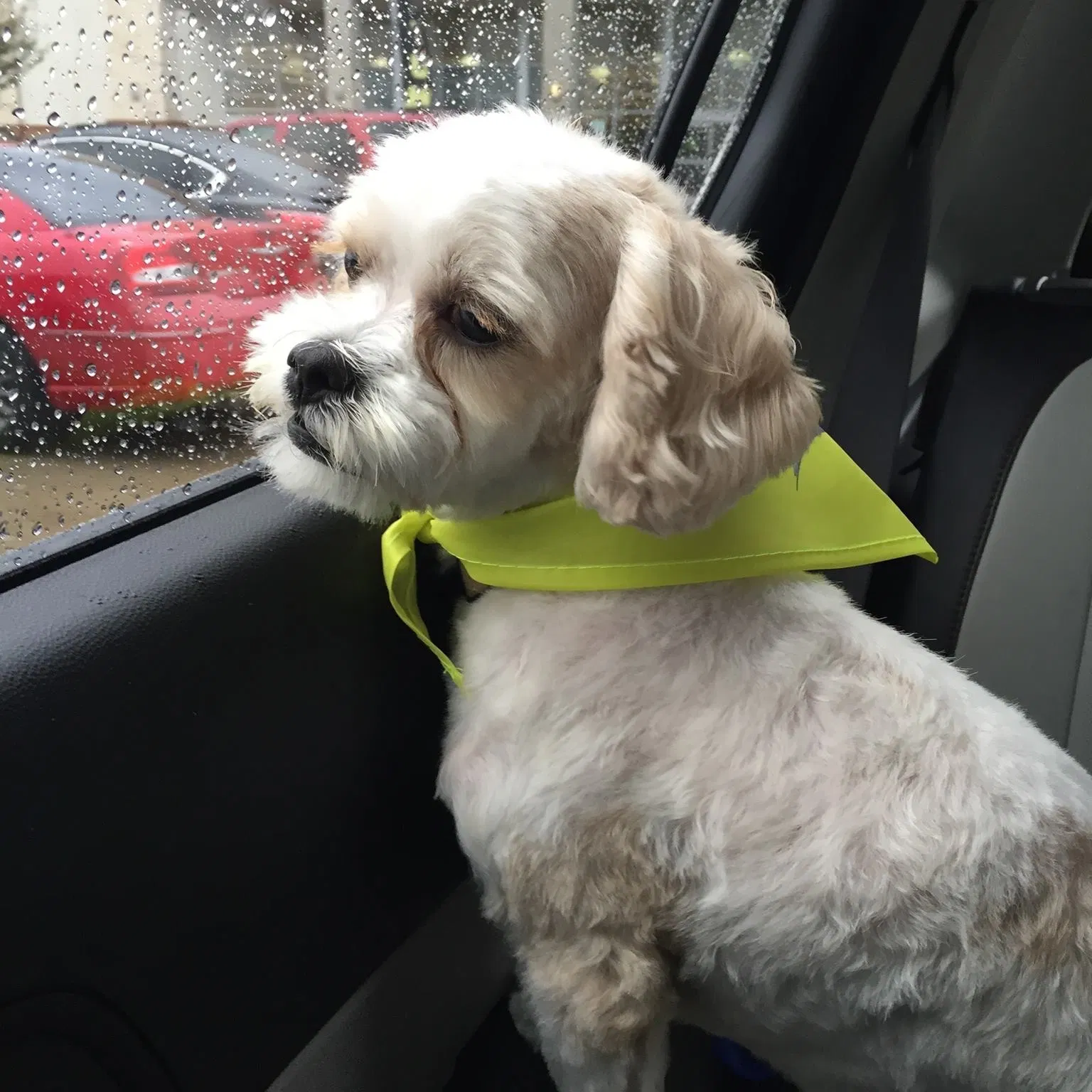 Lost dog in Caldwell, TX, 77836