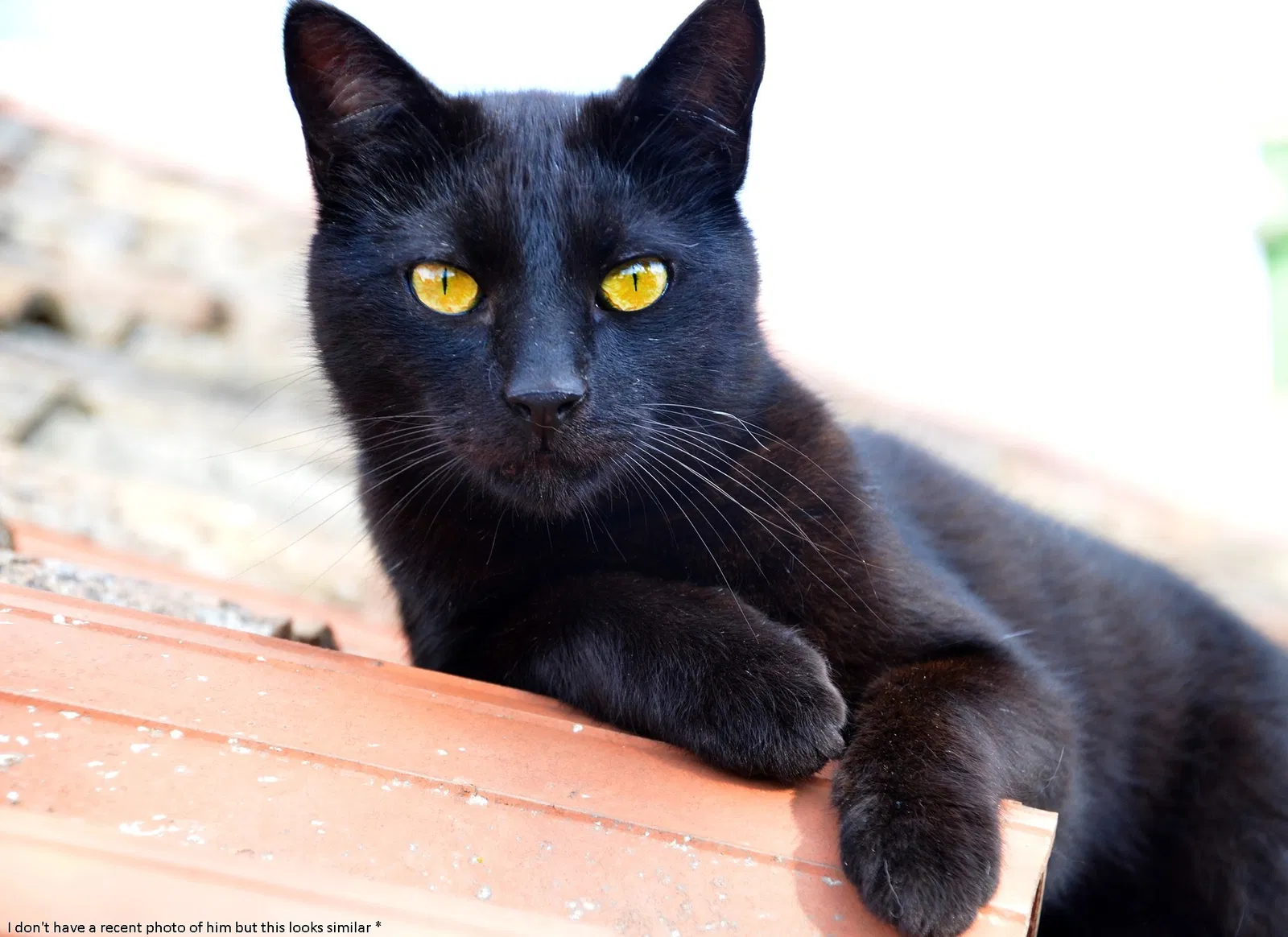 Lost cat in Lafayette, LA, 70508