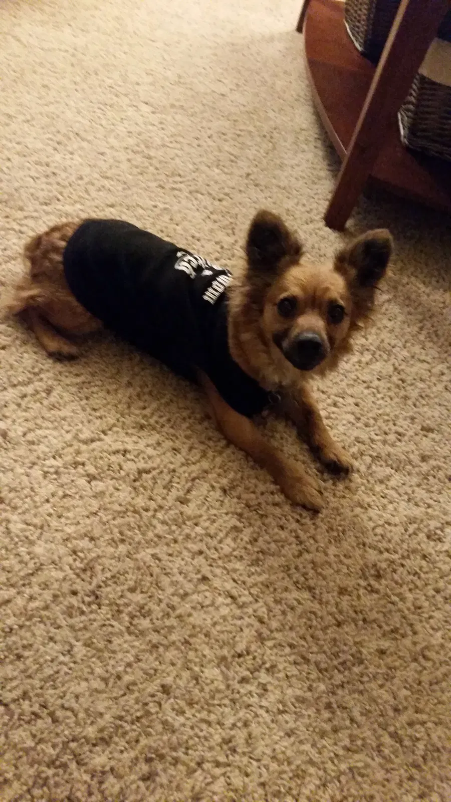 Lost dog in Happy Valley, OR, 97086