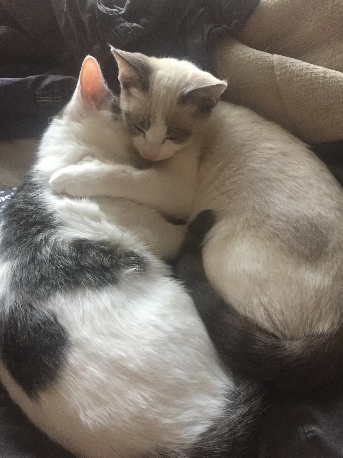Lost cat in Saint Petersburg, FL, 33712