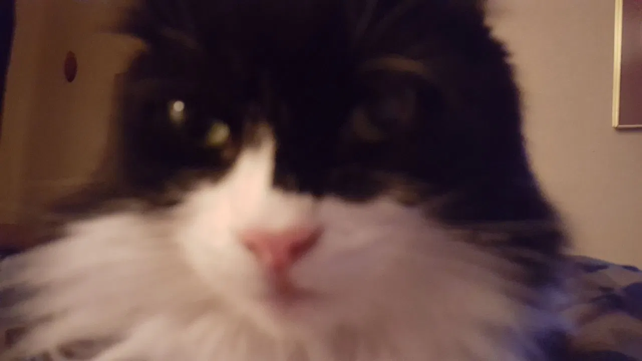 Lost cat in Paradise, CA, 95969