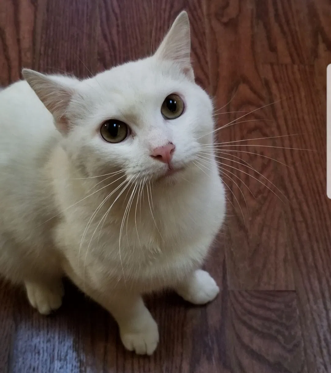 Lost cat in Eustis, FL, 32736
