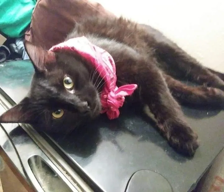 Lost cat in Fort Worth, TX, 76116