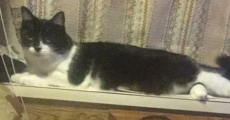 Lost cat in Pensacola, FL, 32505