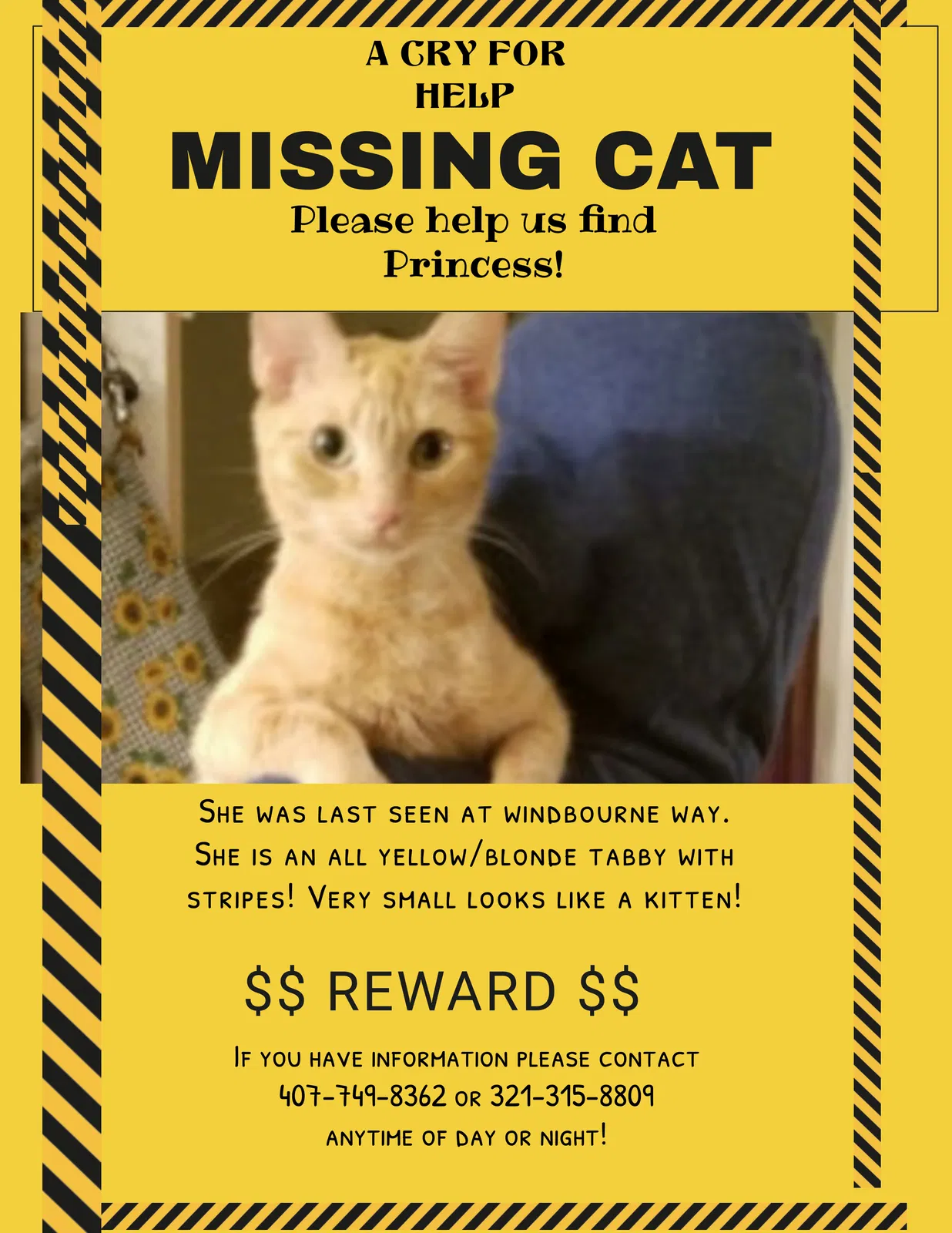 Lost cat in Saint Cloud, FL, 34772