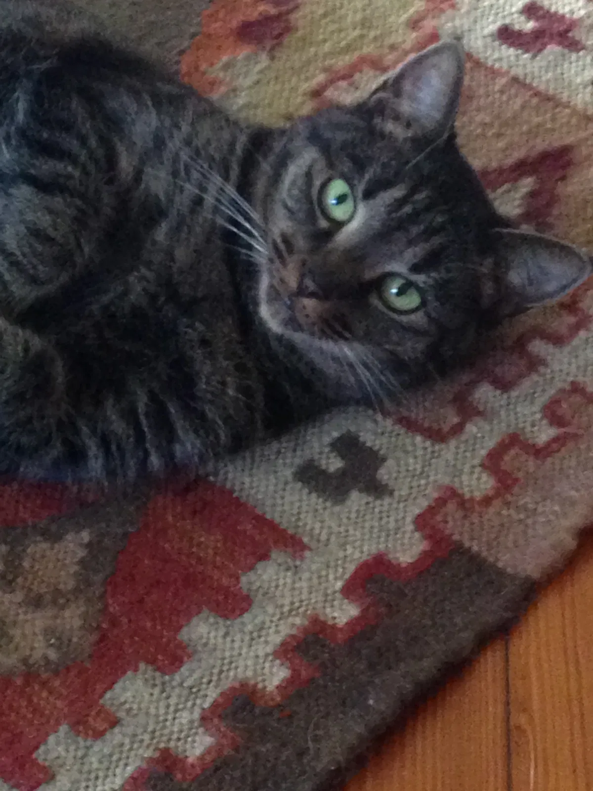Lost cat in Decatur, GA, 30030