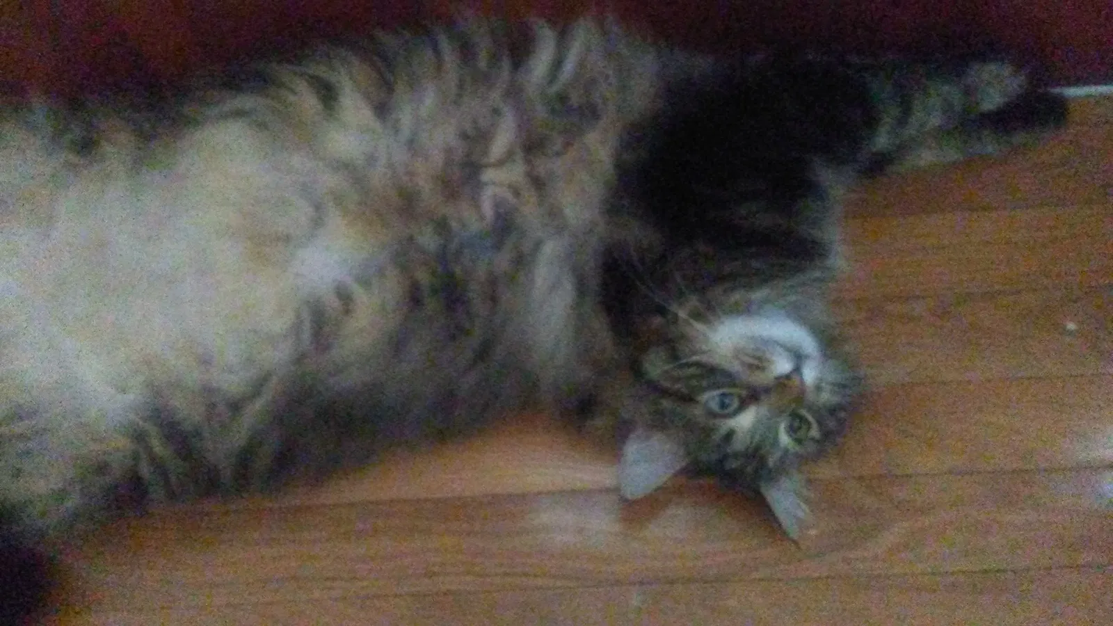 Lost cat in Saint Ann, MO, 63074