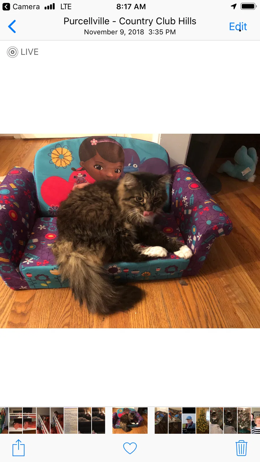 Lost cat in Herndon, VA, 20171