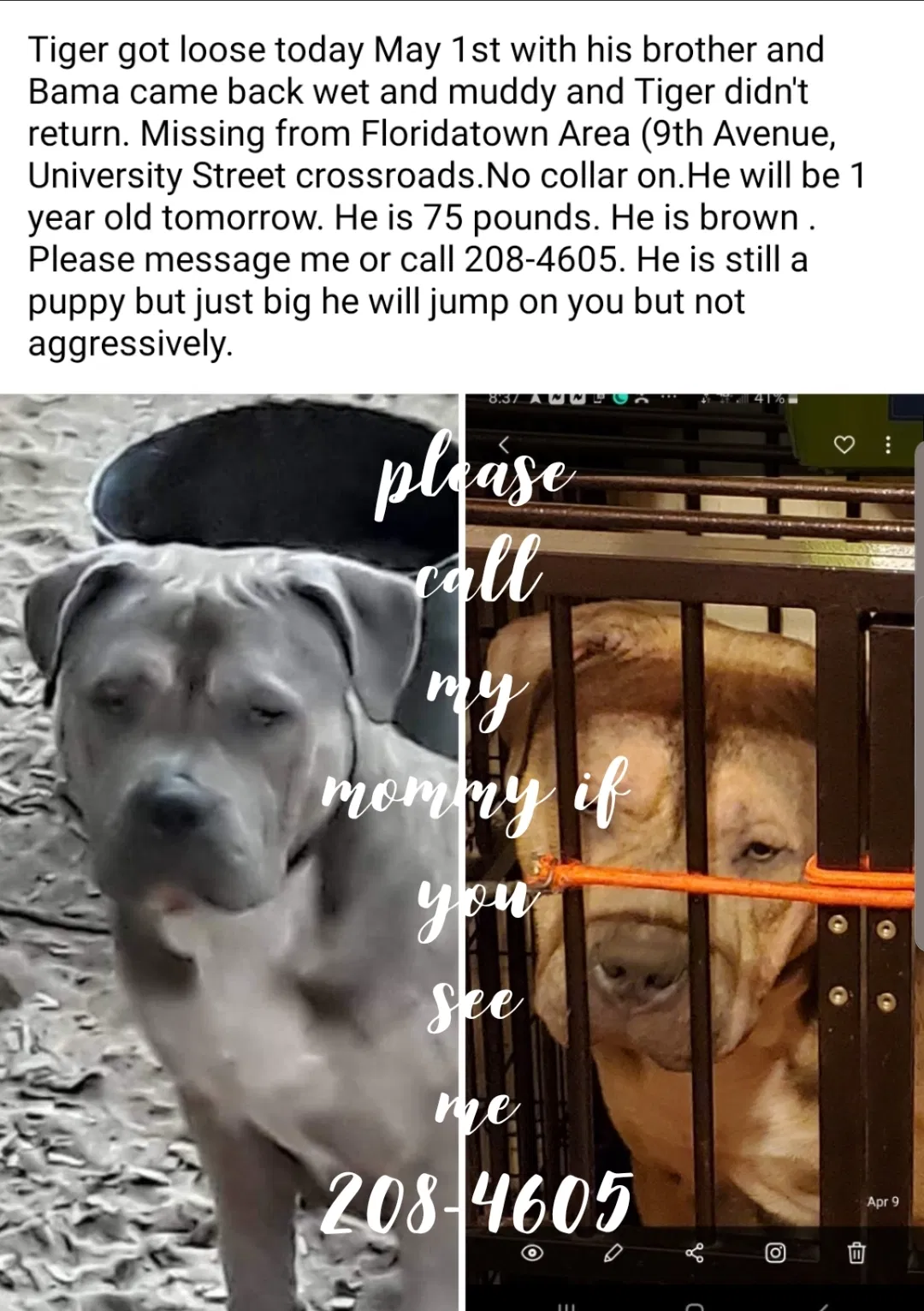 Lost dog in Milton, FL, 32571