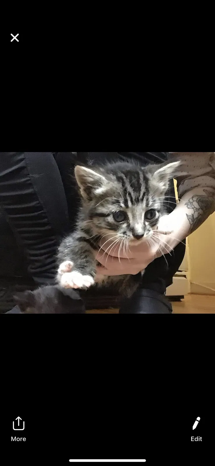 Found cat in Broken Arrow, OK, 74012