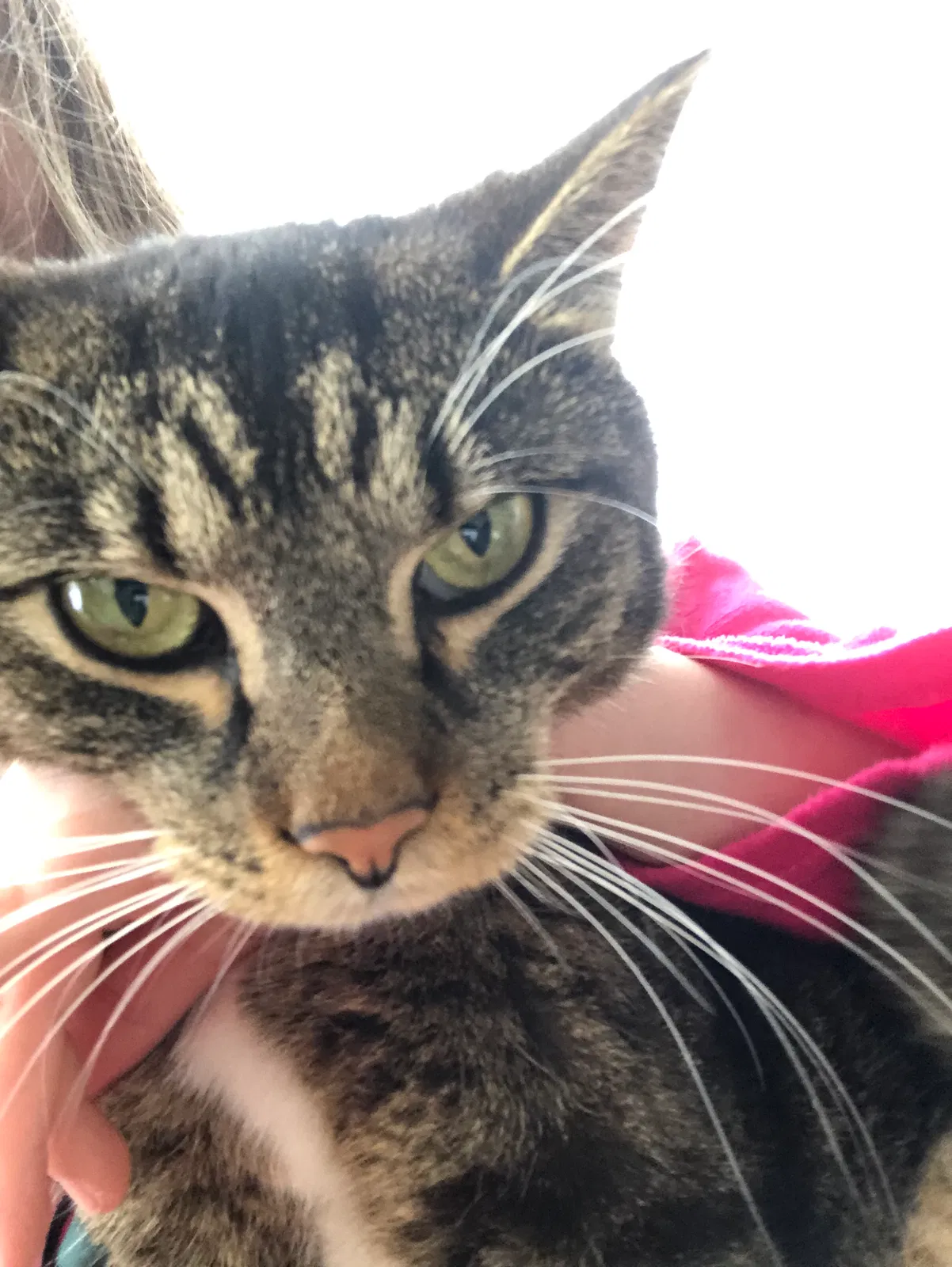 Found cat in Wake Forest, NC, 27587