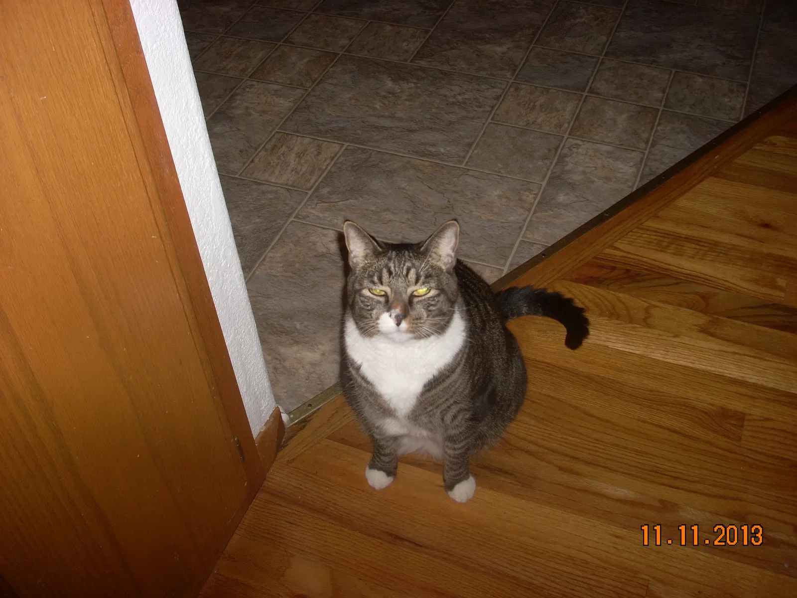 Lost cat in Medford, OR, 97504