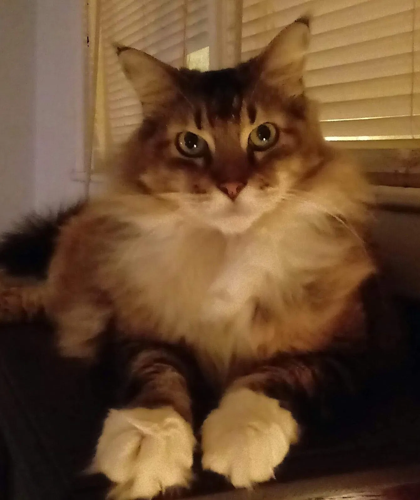 Lost cat in New Orleans, LA, 70121
