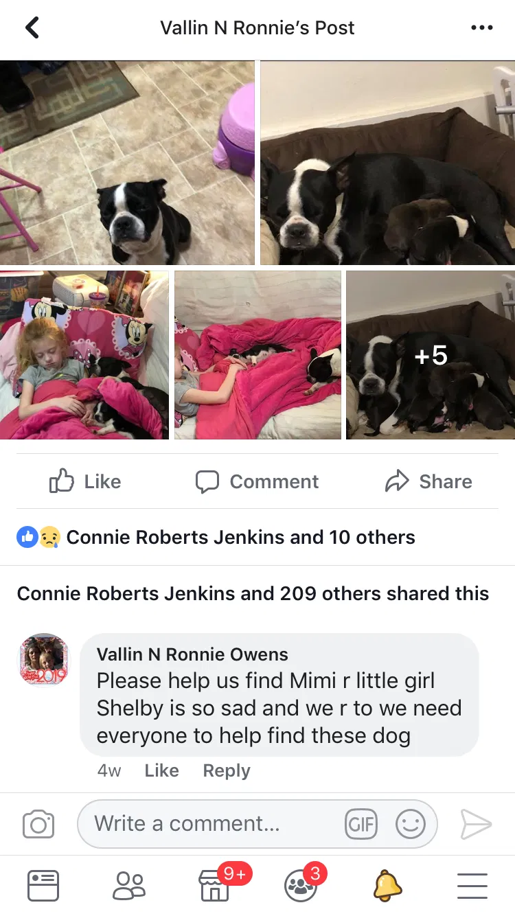 Lost dog in New Albany, MS, 38652