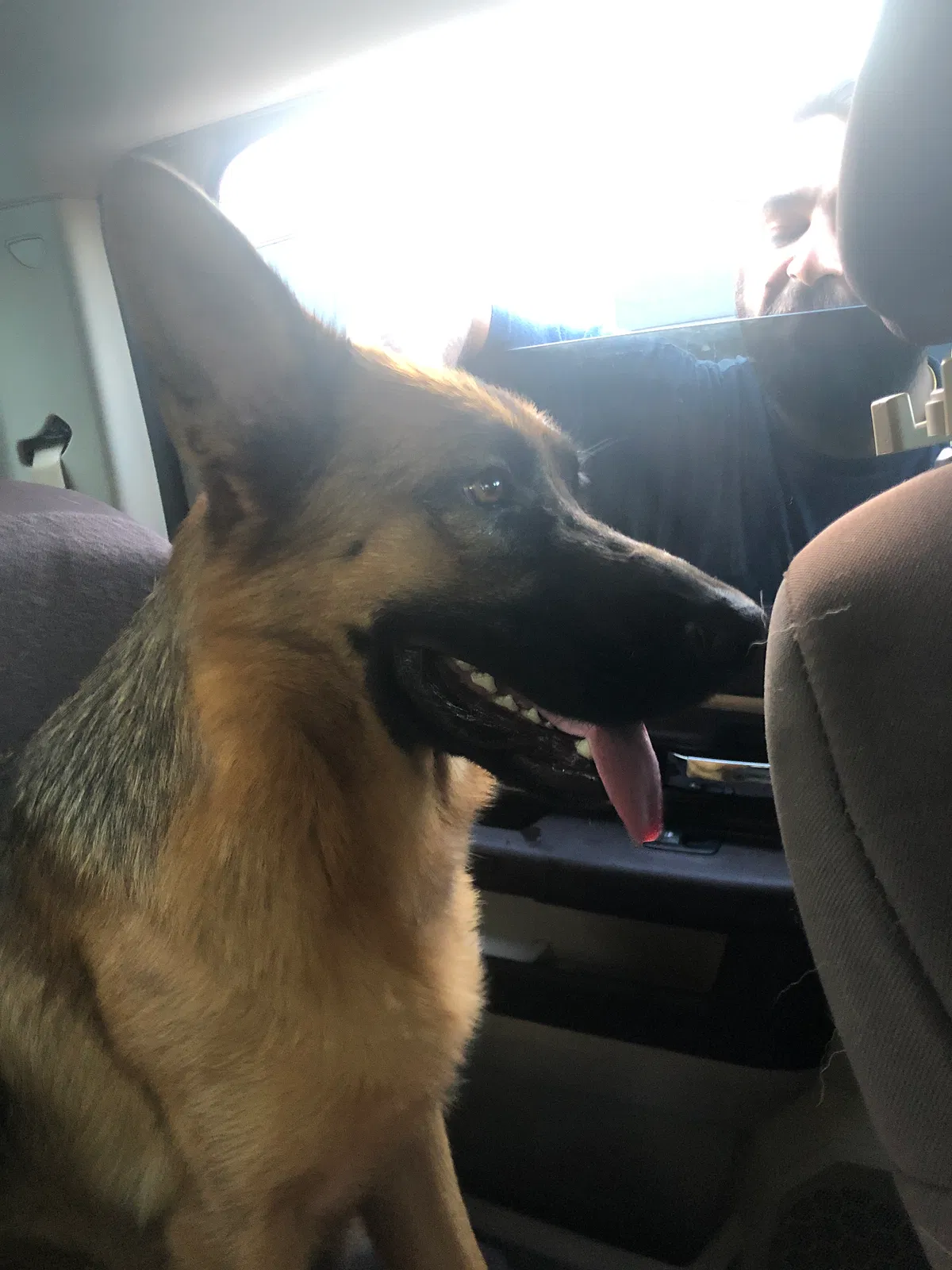 Found dog in Cumming, GA, 30041