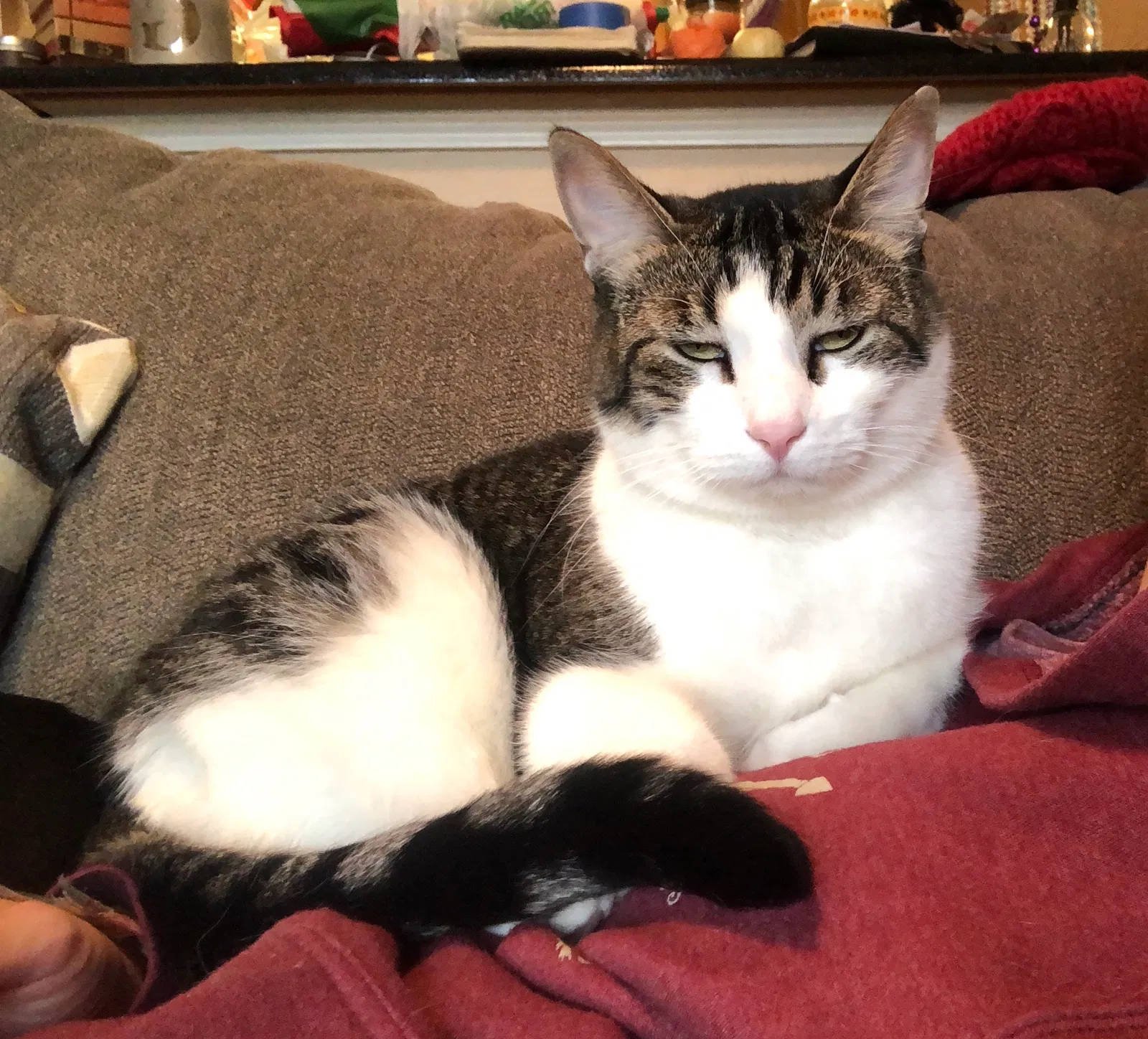 Lost cat in Denton, TX, 76205