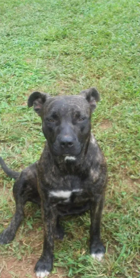 Lost dog in North Wilkesboro, NC, 28659