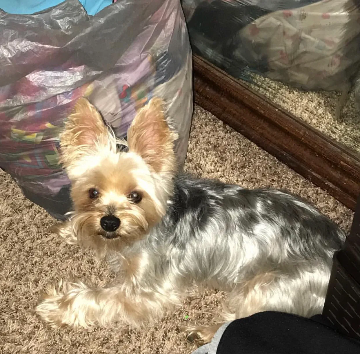 Lost dog in Indianapolis, IN, 46278