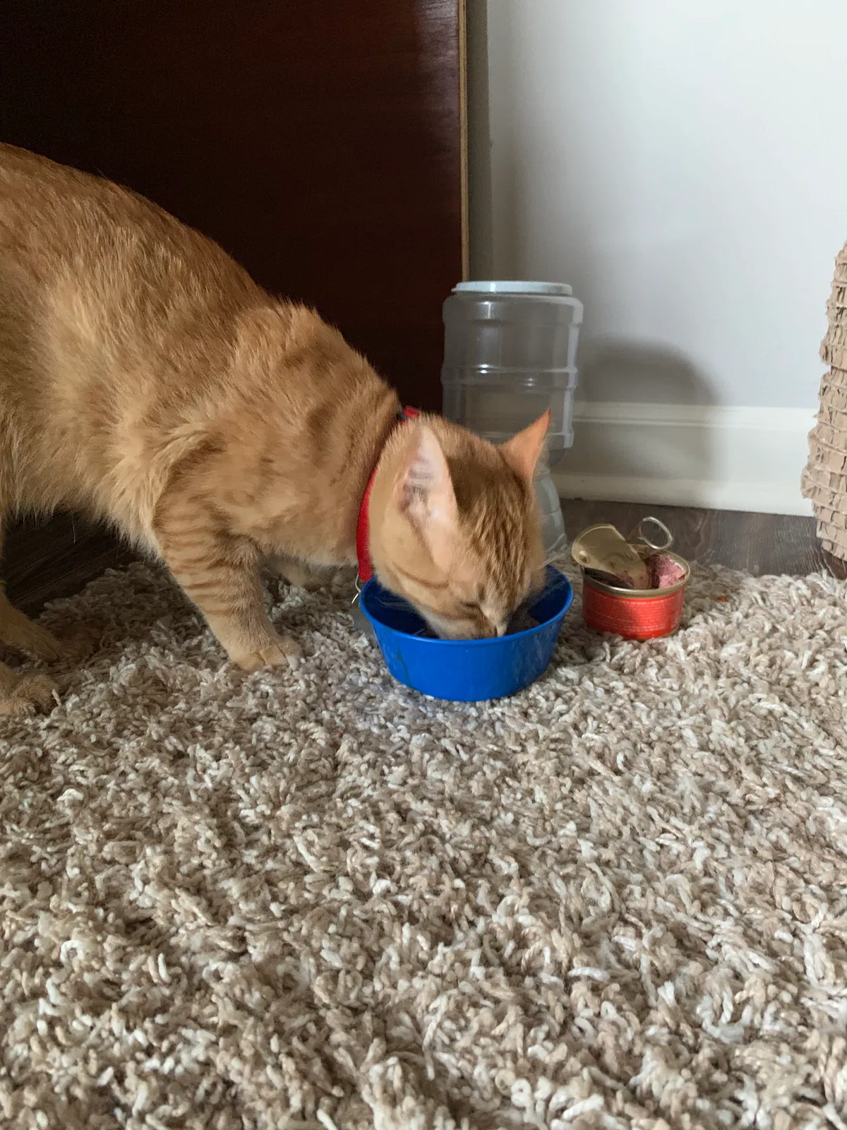 Found cat in Lilburn, GA, 30047