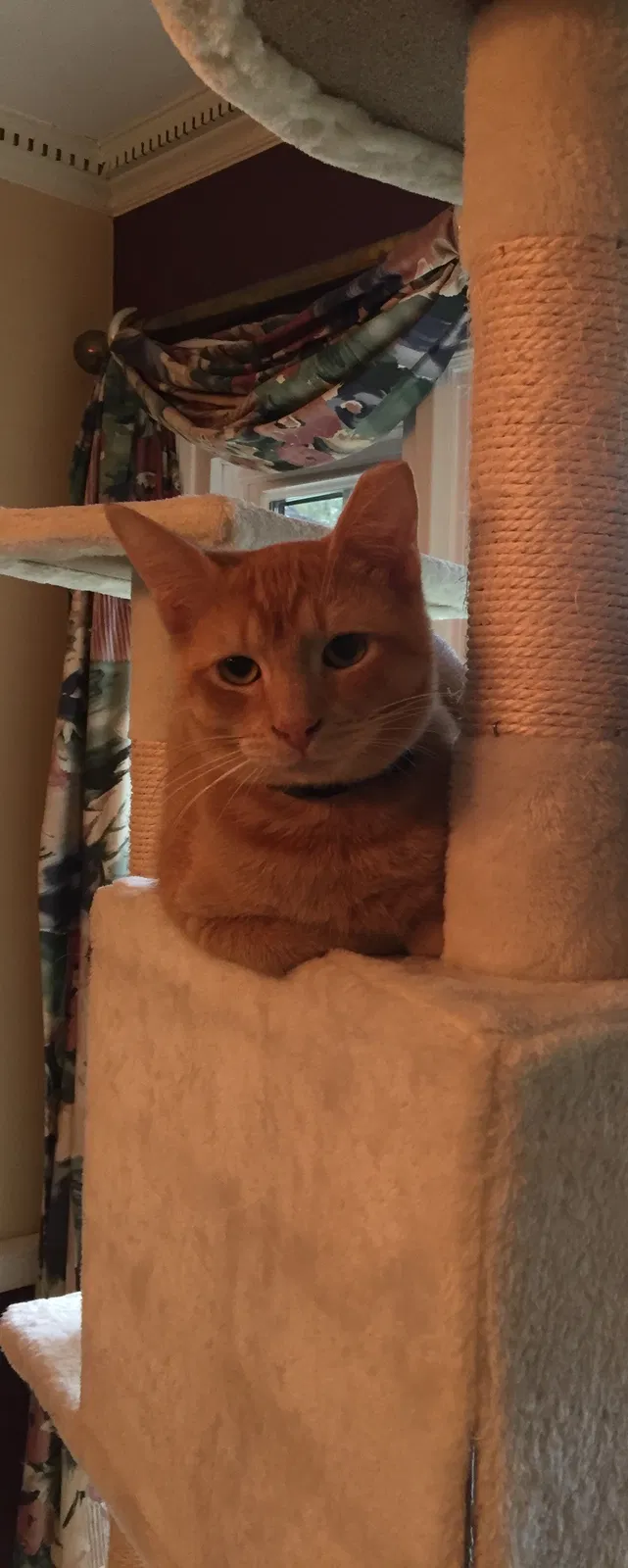 Lost cat in Atlanta, GA, 30306