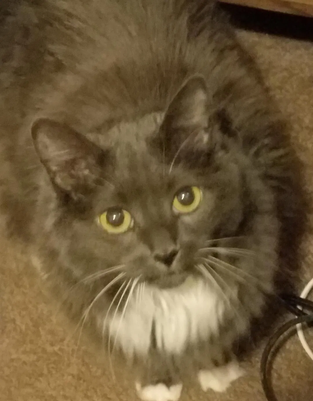 Lost cat in Bay City, MI, 48706