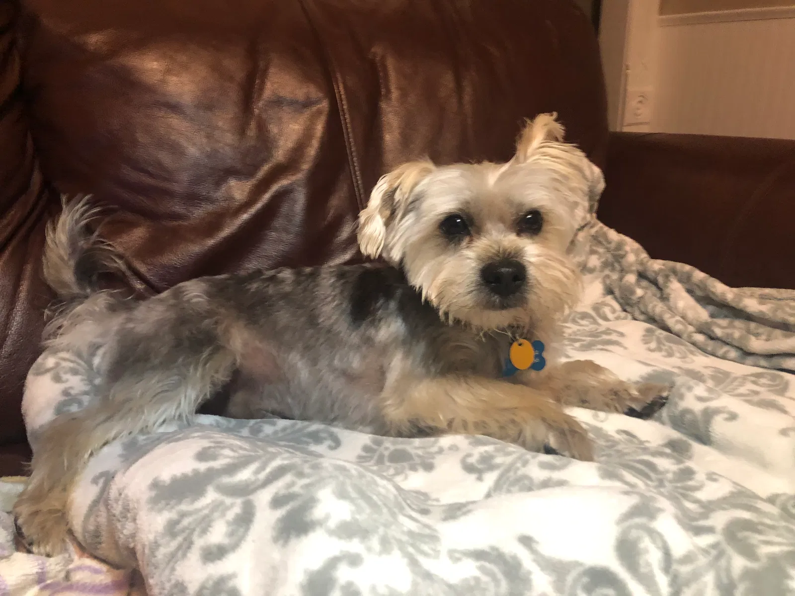 Lost dog in Indianapolis, IN, 46221