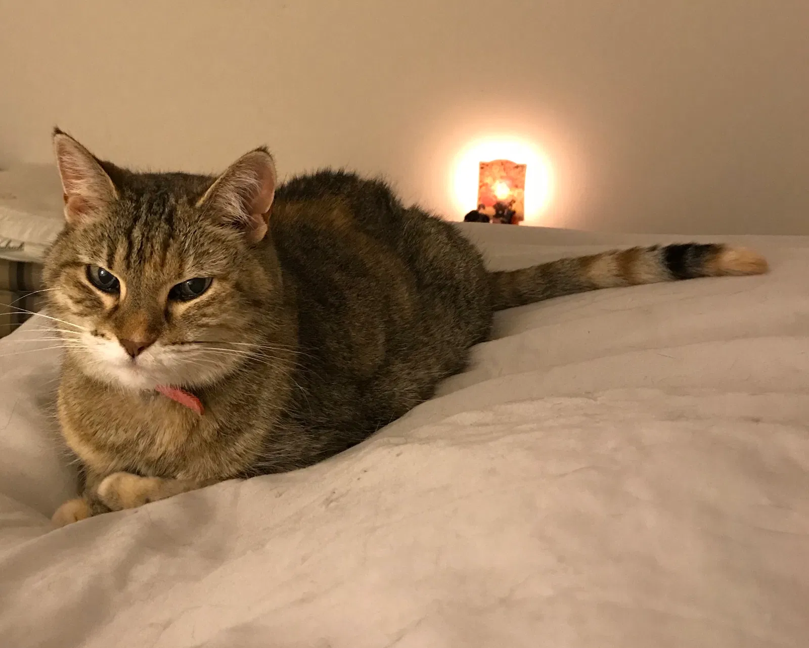 Lost cat in Mason, OH, 45040