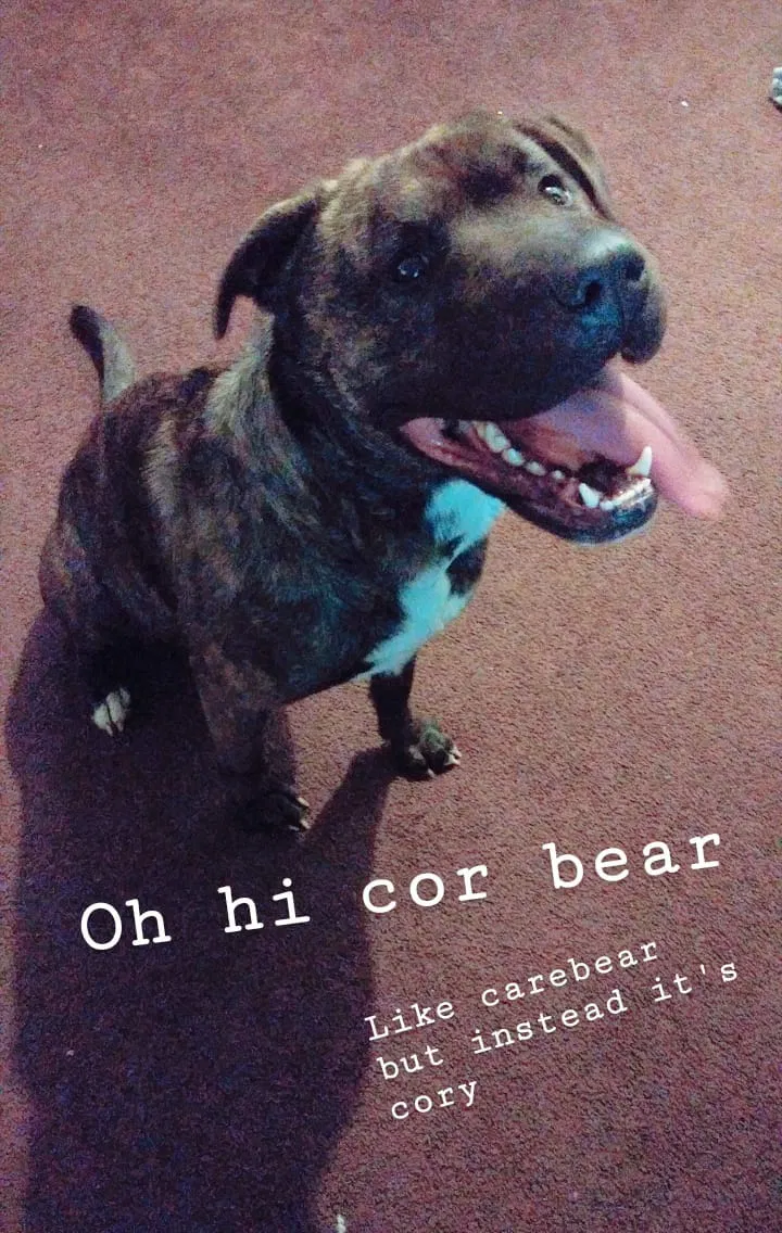 Lost dog in Detroit, MI, 48238