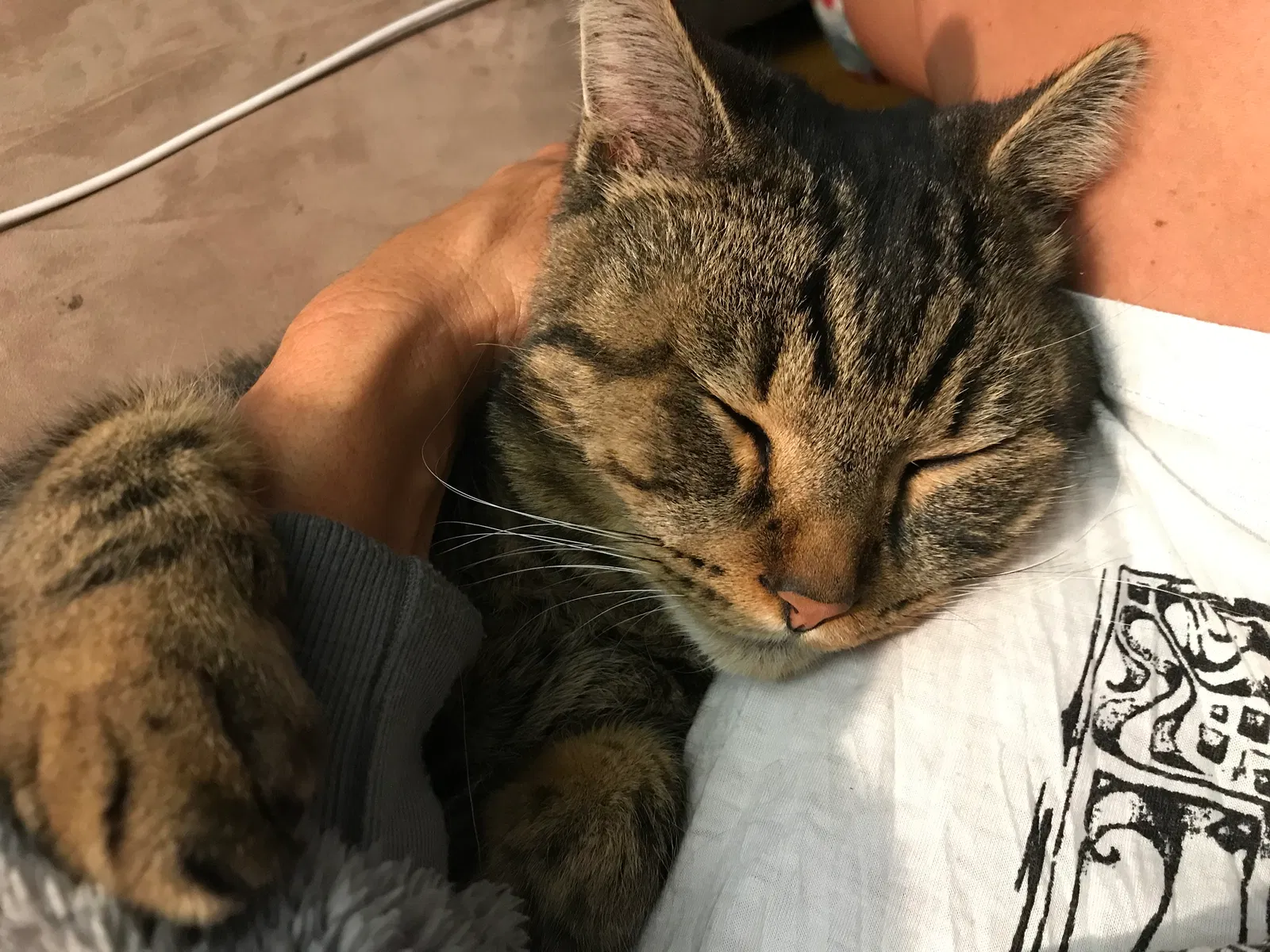 Lost cat in Corvallis, OR, 97330