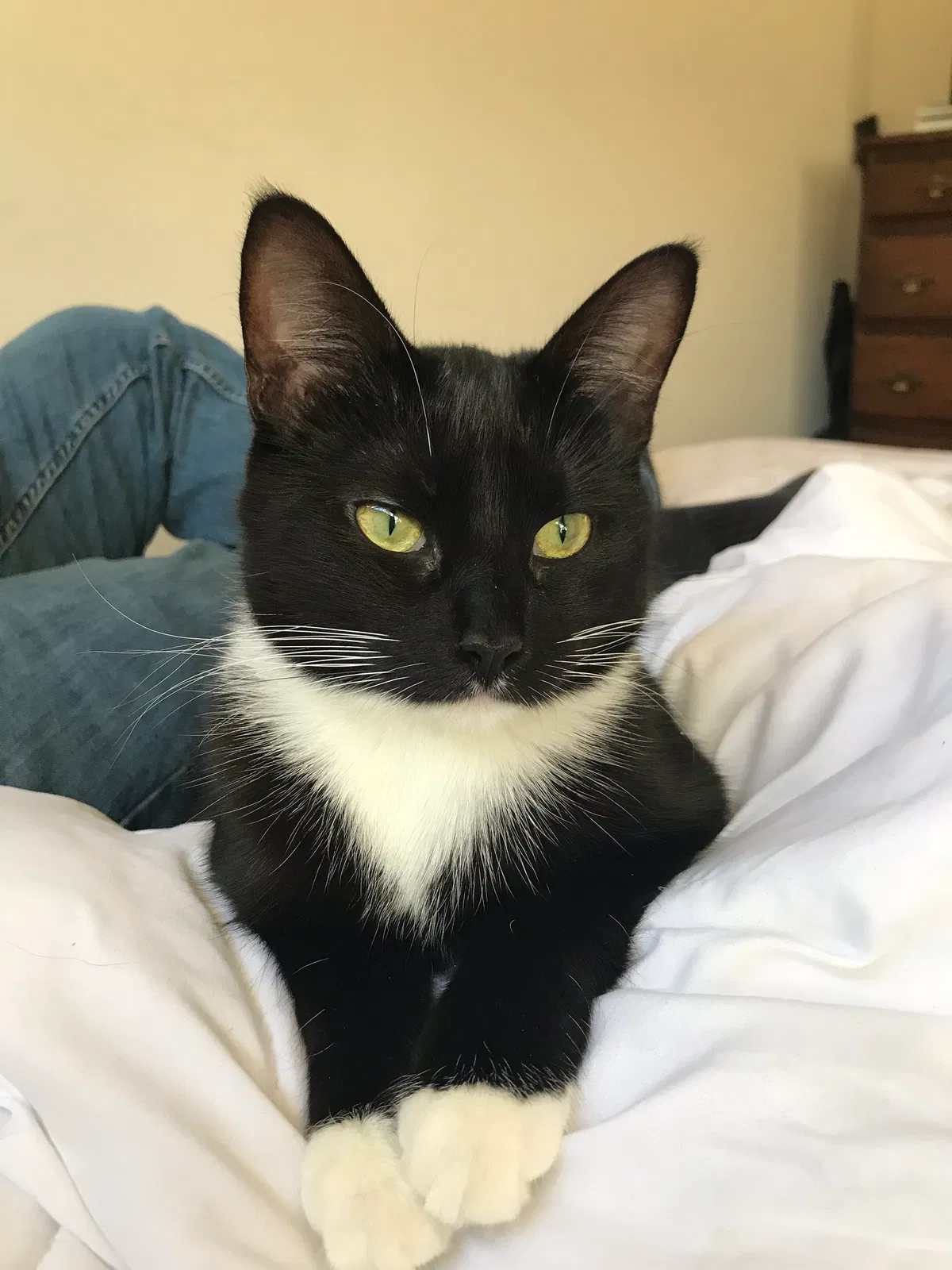 Lost cat in Knoxville, TN, 37923