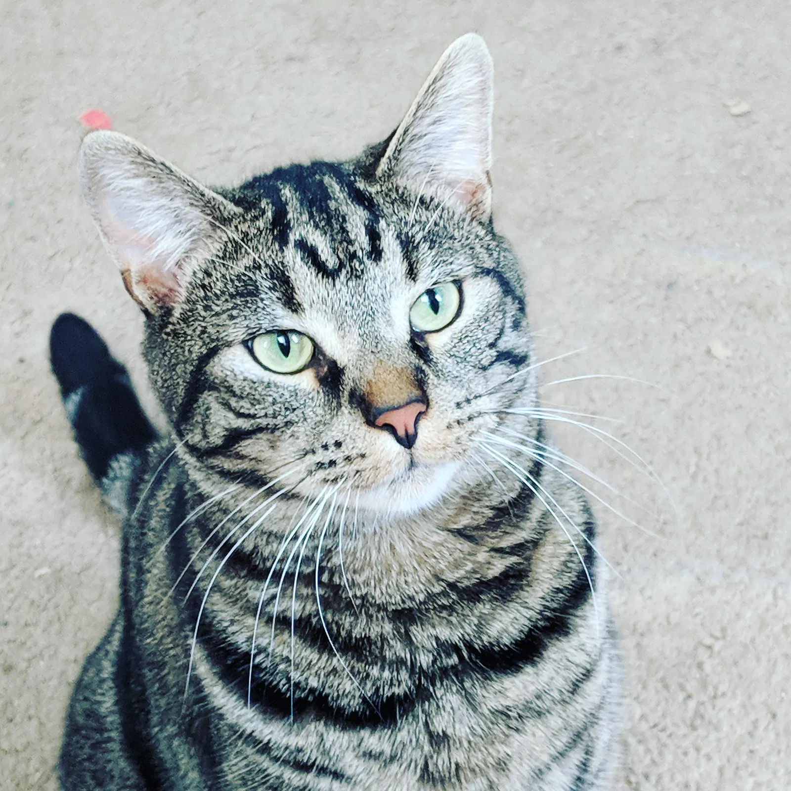 Lost cat in Madison Heights, MI, 48071
