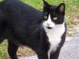 Lost cat in Wilmington, NC, 28401