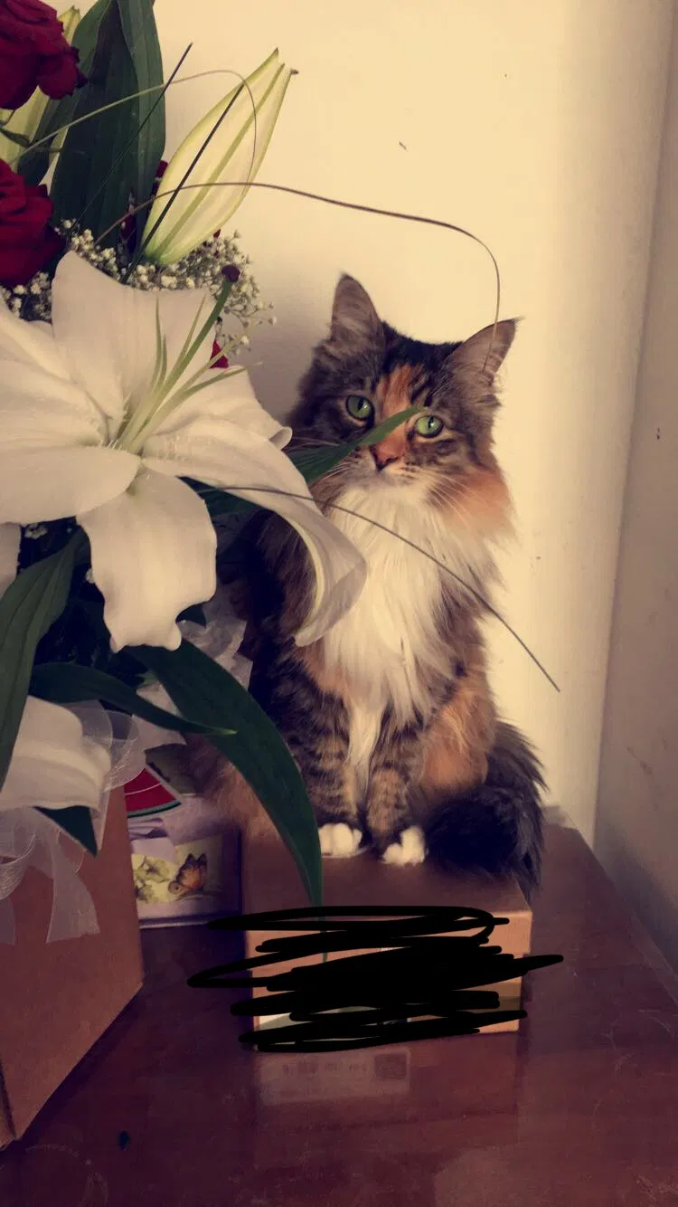 Lost cat in Bothell, WA, 98012