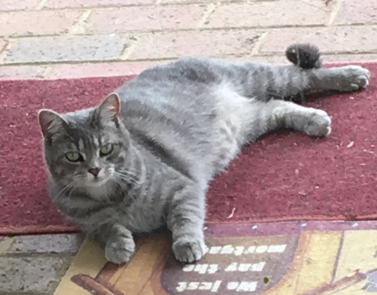 Lost cat in Fredericksburg, VA, 22406