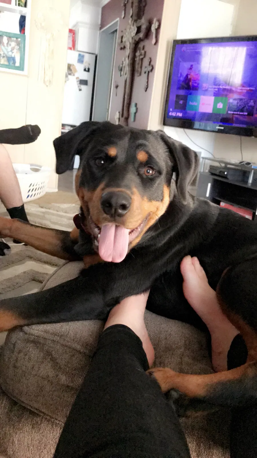 Lost dog in Abilene, TX, 79603