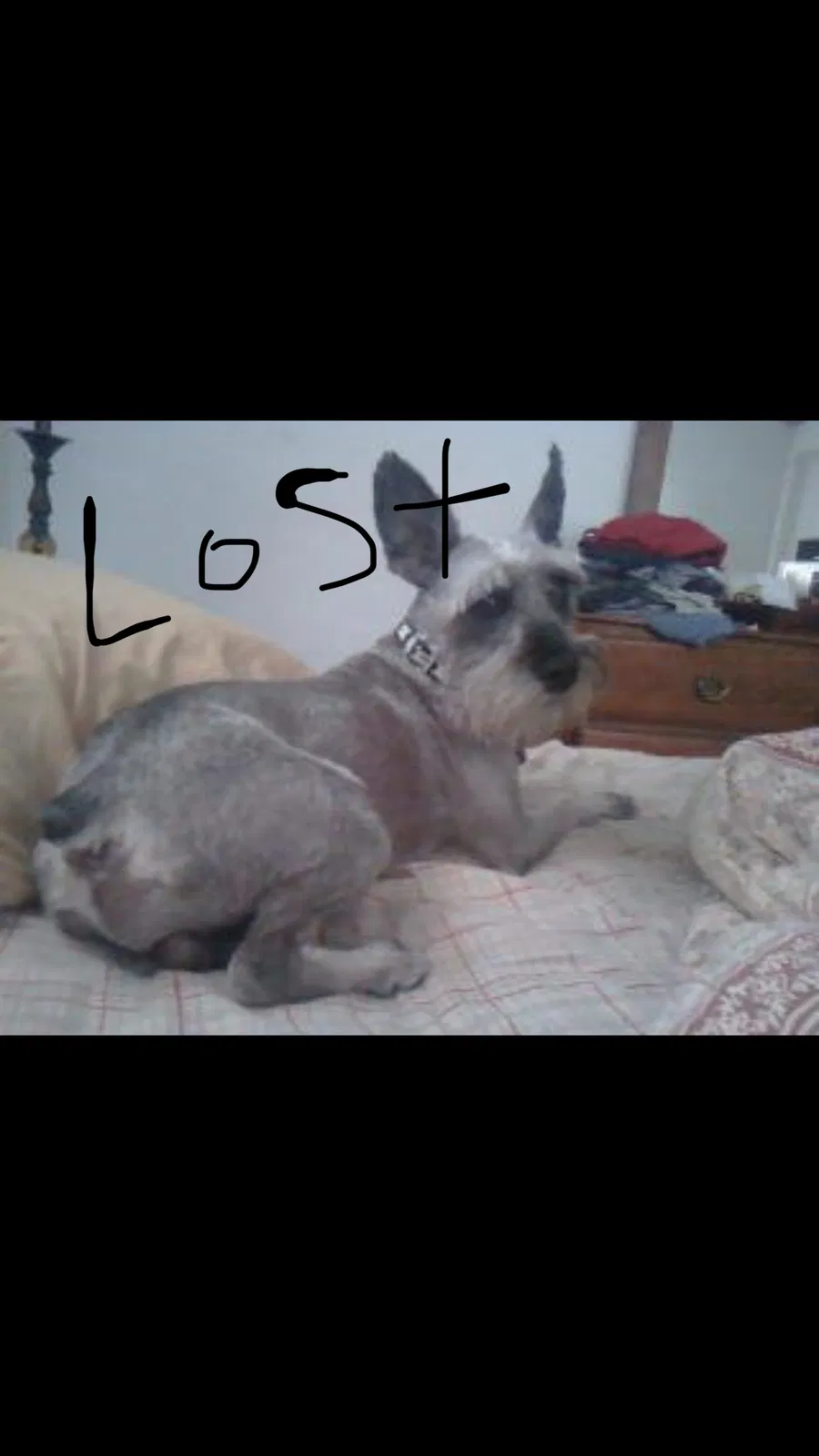 Lost dog in Fort Lauderdale, FL, 33314