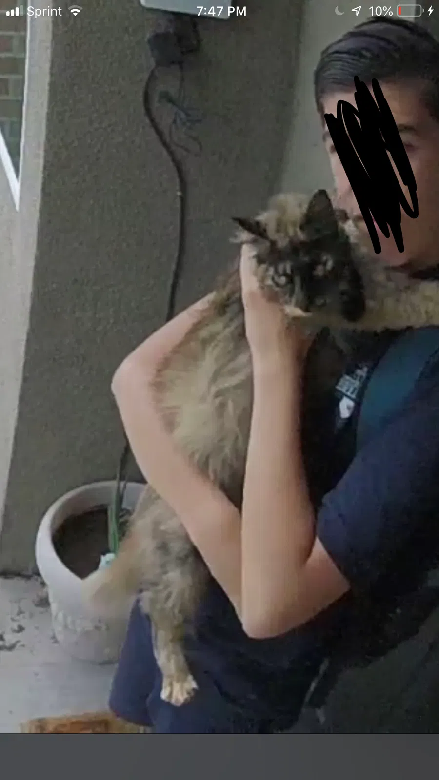 Lost cat in Orange, CA, 92868