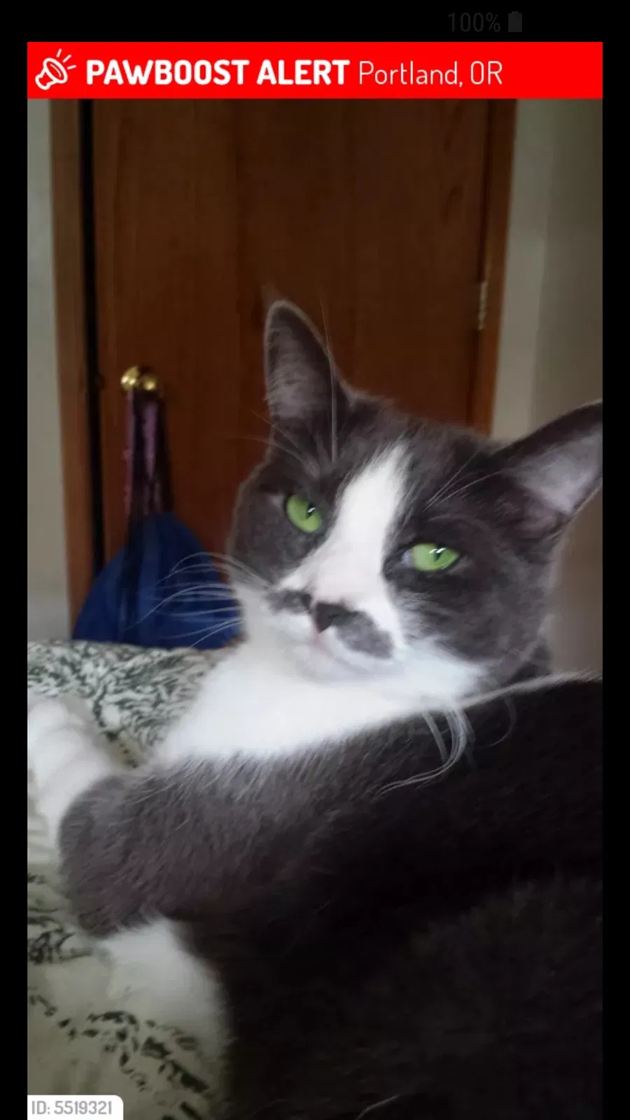 Lost cat in Portland, OR, 97213