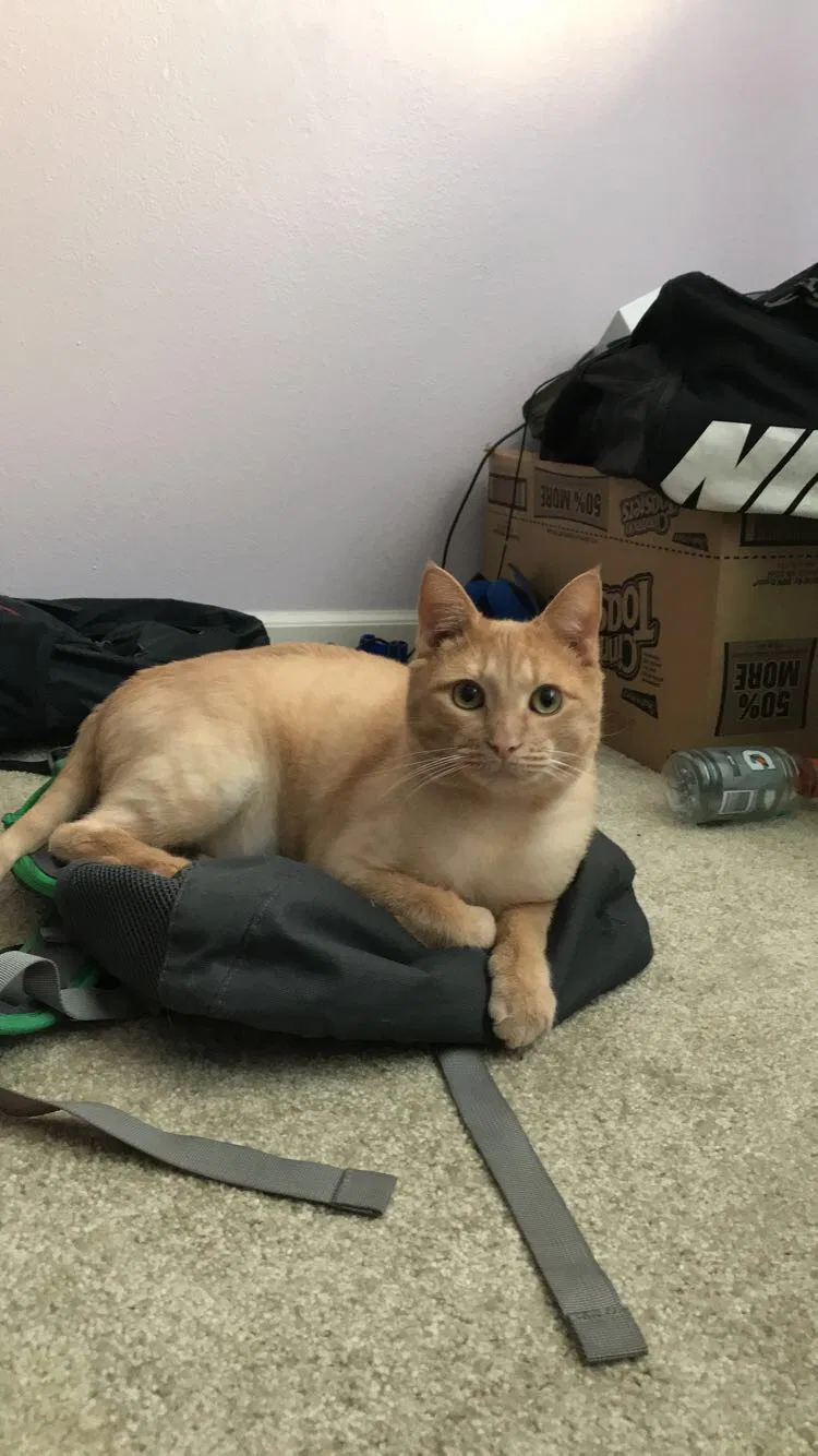 Lost cat in Gresham, OR, 97080