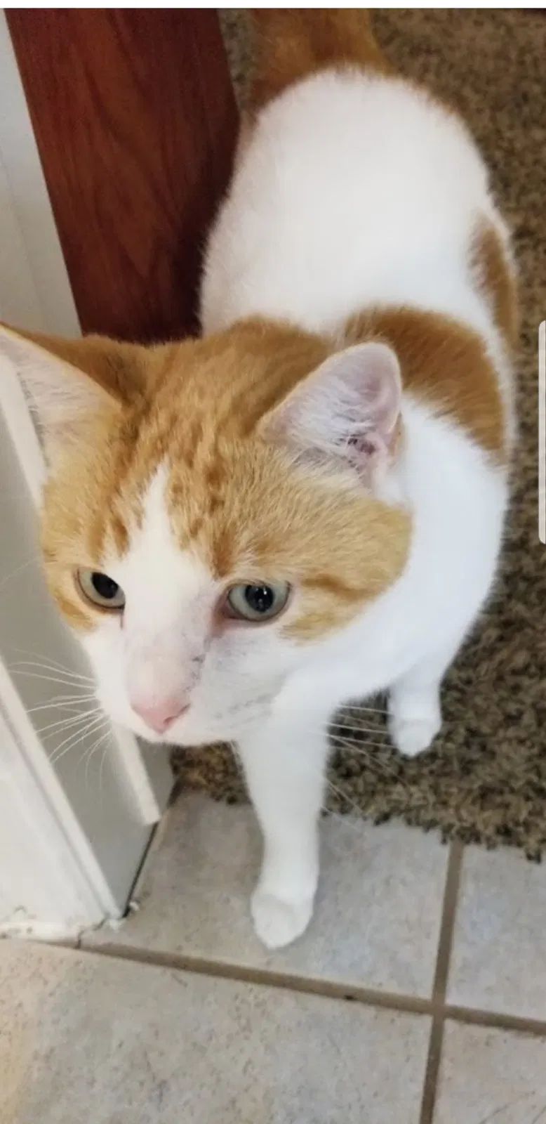 Lost cat in Cypress, TX, 77429