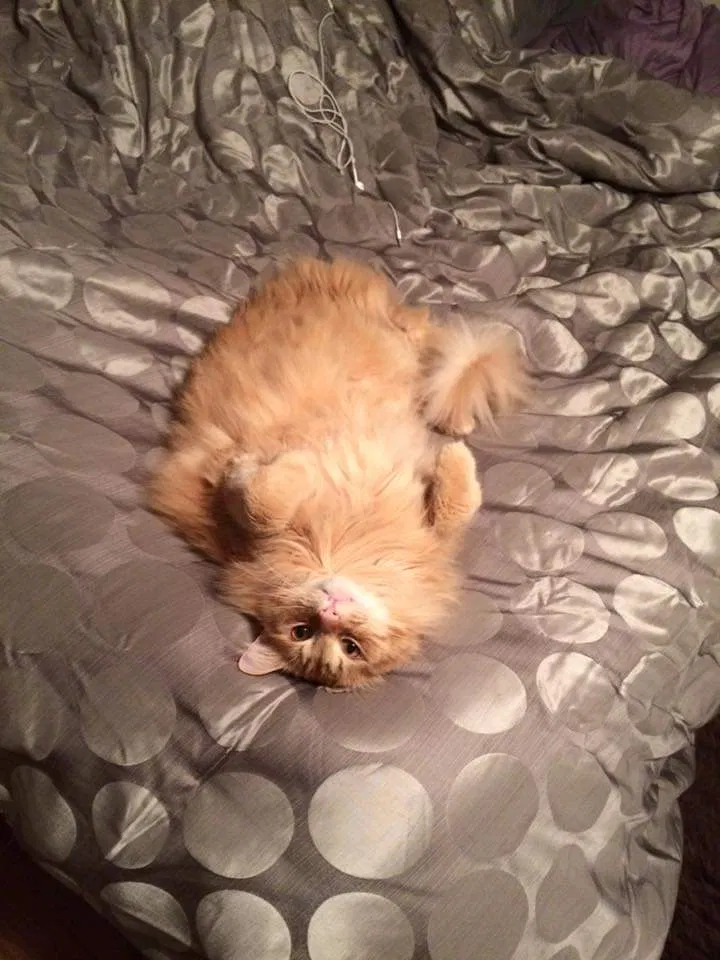 Lost cat in Denison, TX, 75020