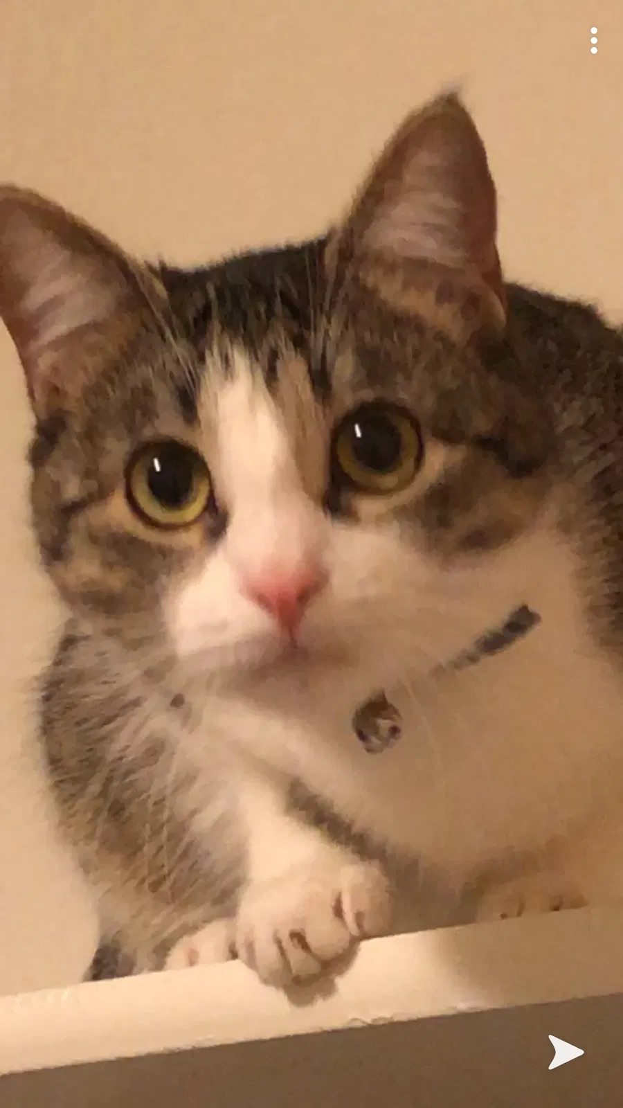 Lost cat in Fort Hood, TX, 76544