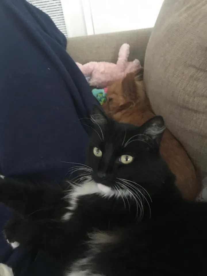 Lost cat in Saint Augustine, FL, 32080