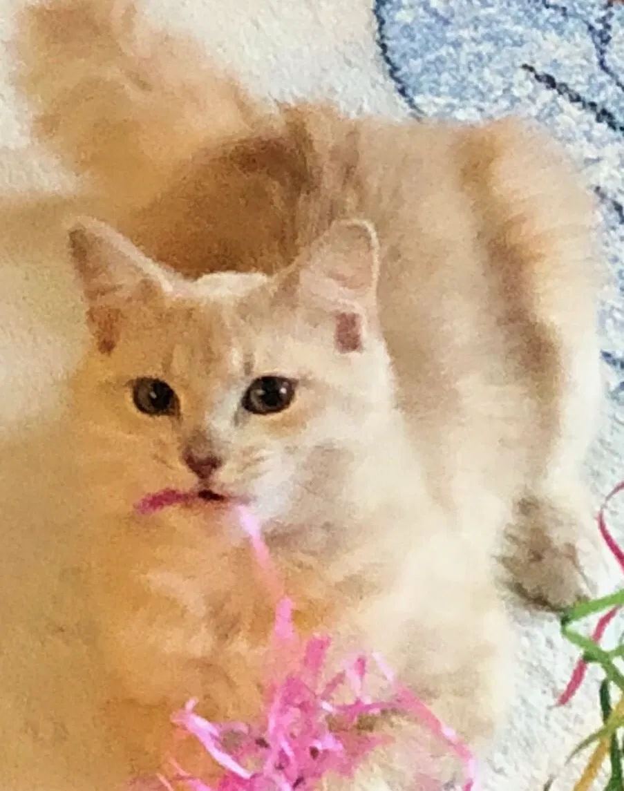 Lost cat in Fayetteville, NC, 28304