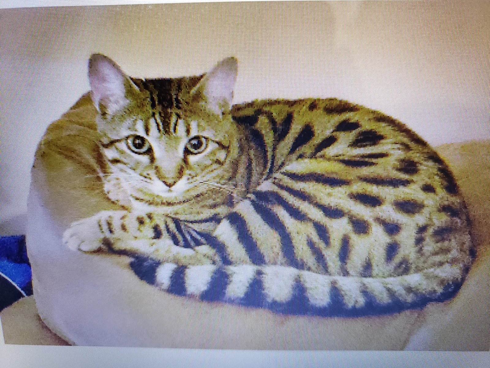 Lost cat in Prior Lake, MN, 55372