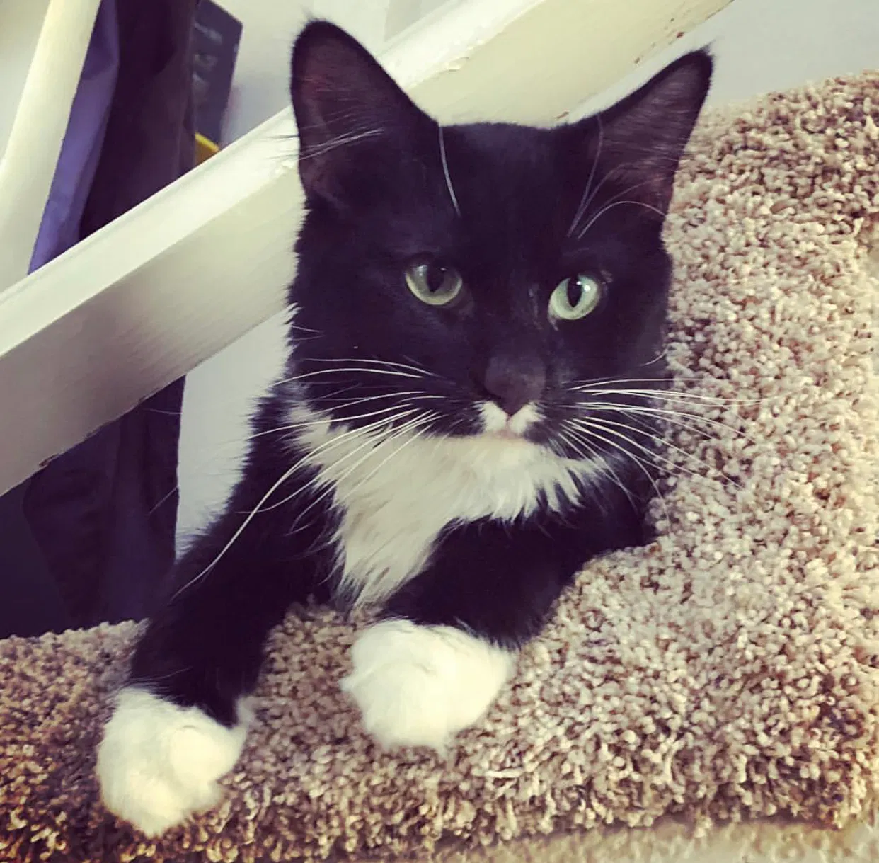Lost cat in Roseville, CA, 95747