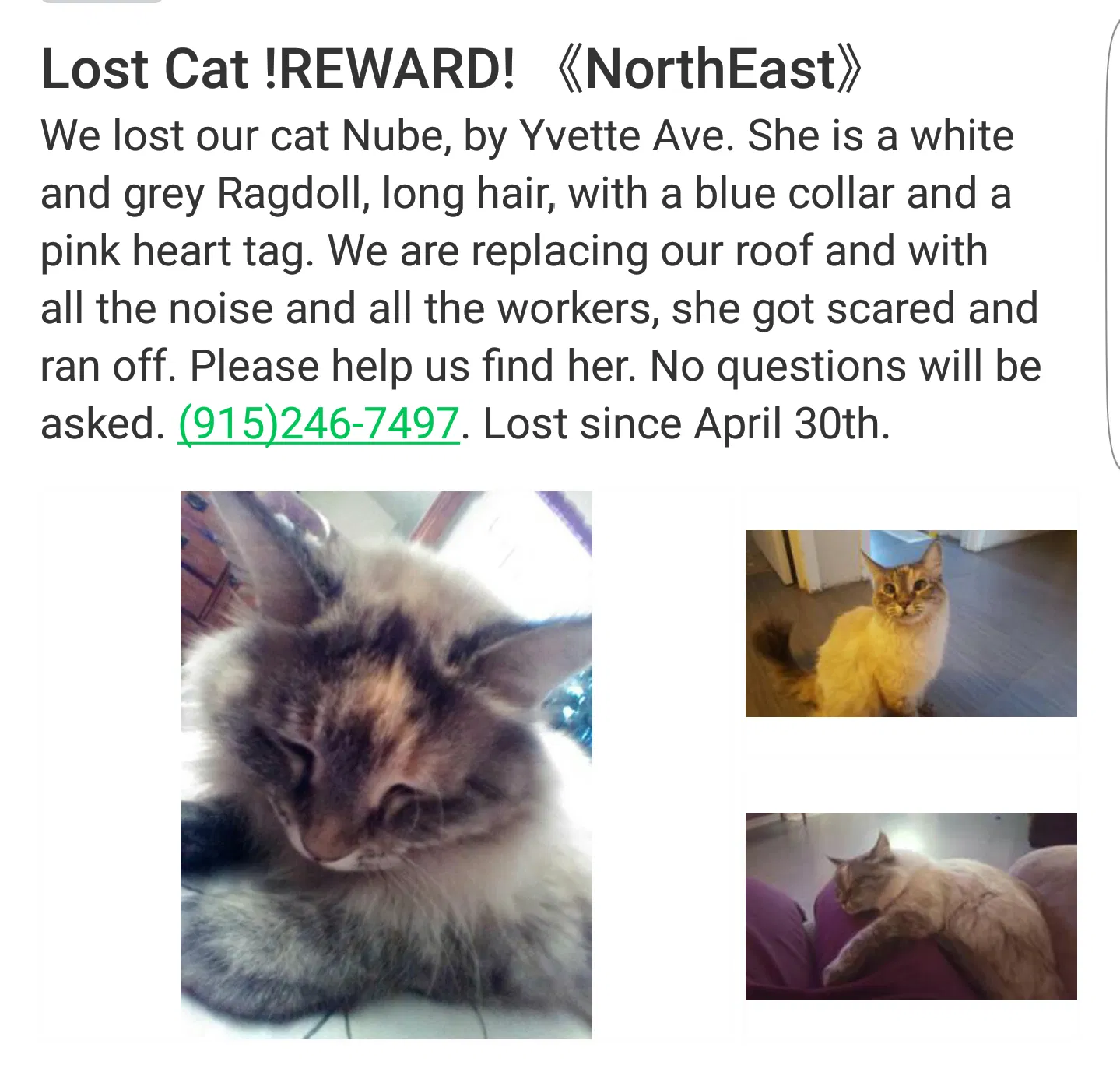 Lost cat in El Paso, TX, 79924